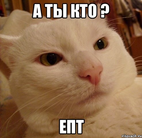 А ты кто ? ЕПТ, Мем Дерзкий котэ