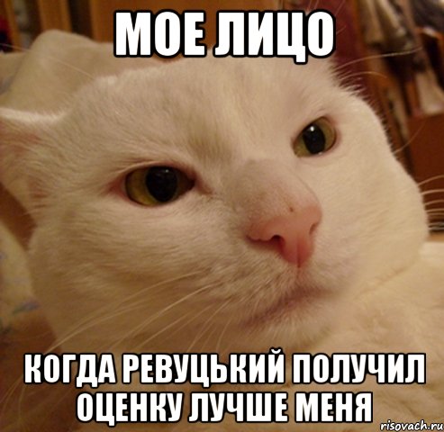 мое лицо когда ревуцький получил оценку лучше меня, Мем Дерзкий котэ