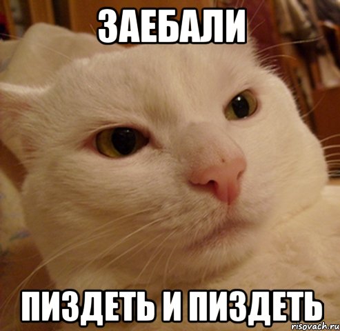 ЗАЕБАЛИ ПИЗДЕТЬ И ПИЗДЕТЬ, Мем Дерзкий котэ