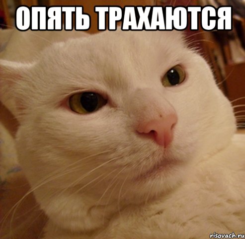 опять трахаются , Мем Дерзкий котэ