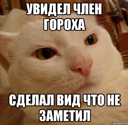 увидел член гороха сделал вид что не заметил, Мем Дерзкий котэ