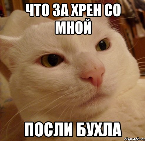 что за хрен со мной посли бухла, Мем Дерзкий котэ