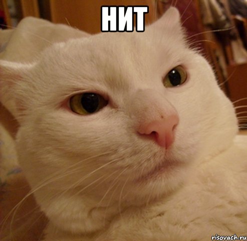 нит , Мем Дерзкий котэ