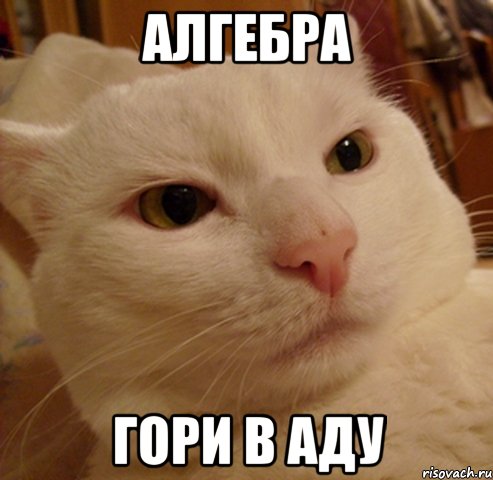 Алгебра Гори в аду, Мем Дерзкий котэ