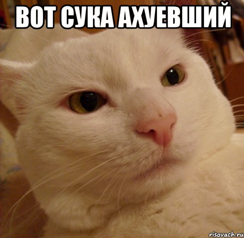 вот сука ахуевший , Мем Дерзкий котэ