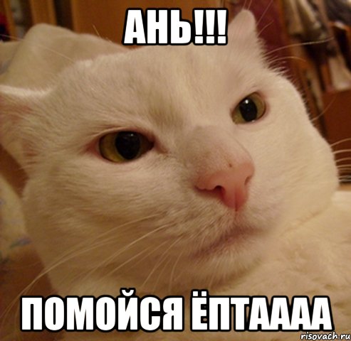 АНЬ!!! ПОМОЙСЯ ЁПТАААА, Мем Дерзкий котэ