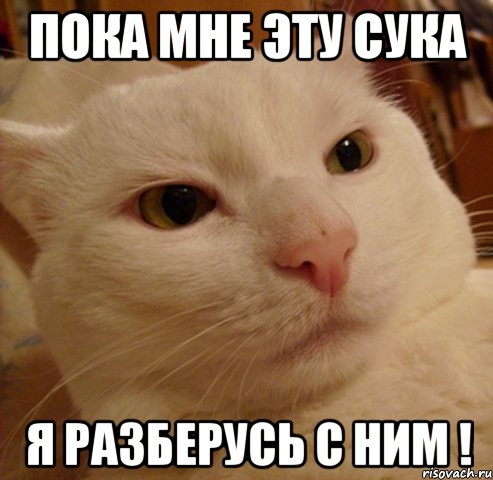 Пока мне эту сука Я разберусь с ним !, Мем Дерзкий котэ