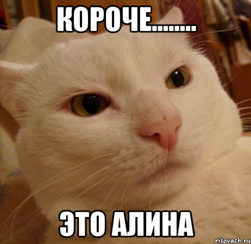 Короче........ Это Алина, Мем Дерзкий котэ