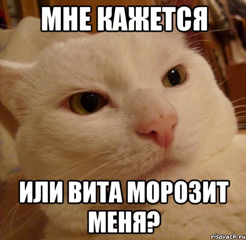 Мне кажется или Вита морозит меня?, Мем Дерзкий котэ
