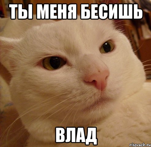 ты меня бесишь влад, Мем Дерзкий котэ