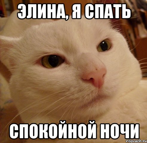 Элина, я спать Спокойной ночи, Мем Дерзкий котэ