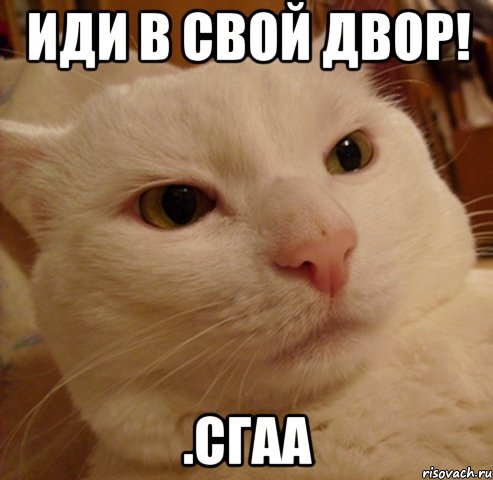 Иди в свой двор! .сгаа, Мем Дерзкий котэ