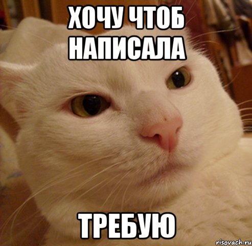 Хочу чтоб написала ТРЕБУЮ, Мем Дерзкий котэ