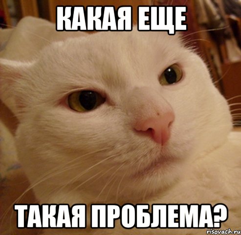Какая еще Такая проблема?, Мем Дерзкий котэ