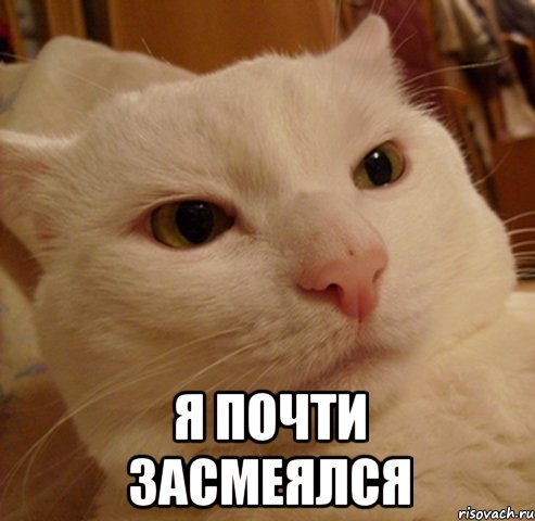  Я ПОЧТИ ЗАСМЕЯЛСЯ, Мем Дерзкий котэ