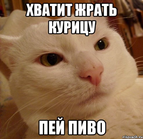 ХВАТИТ ЖРАТЬ КУРИЦУ ПЕЙ ПИВО, Мем Дерзкий котэ