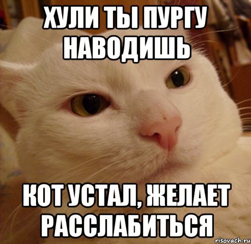 хули ты пургу наводишь кот устал, желает расслабиться, Мем Дерзкий котэ