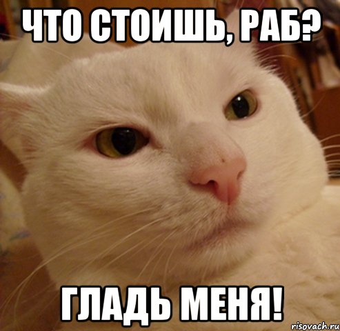 Что стоишь, раб? Гладь меня!