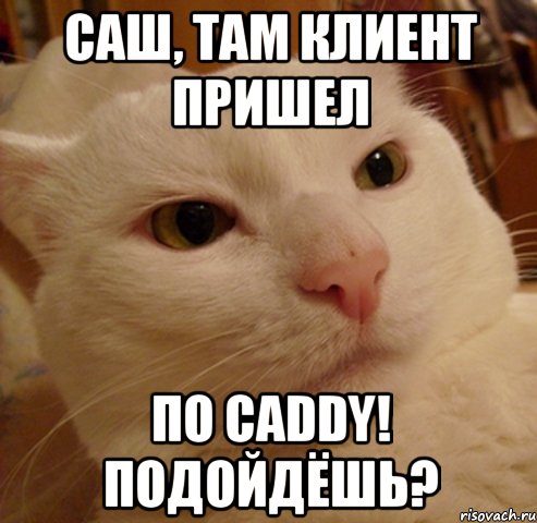 САШ, там клиент пришел по Caddy! Подойдёшь?, Мем Дерзкий котэ