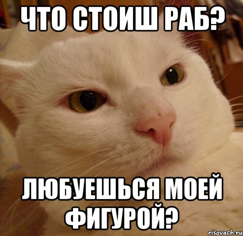 Что стоиш раб? Любуешься моей фигурой?, Мем Дерзкий котэ