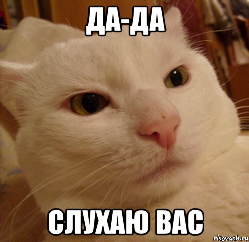 да-да слухаю вас, Мем Дерзкий котэ