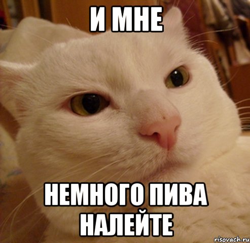 и мне немного пива налейте, Мем Дерзкий котэ