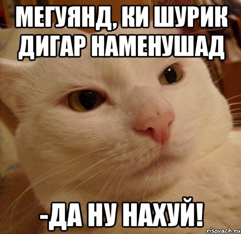Мегуянд, ки Шурик дигар наменушад -ДА НУ НАХУЙ!, Мем Дерзкий котэ