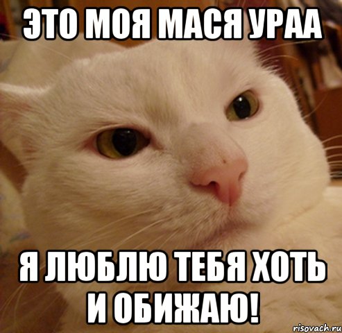 Это моя Мася ураа Я люблю тебя хоть и обижаю!, Мем Дерзкий котэ
