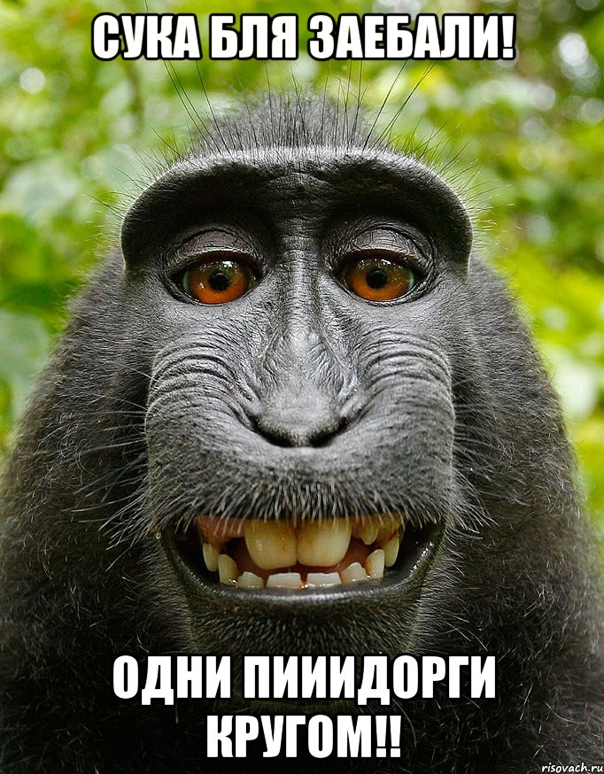 Сука бля заебали! Одни пииидорги кругом!!, Мем  Довольная обезьяна