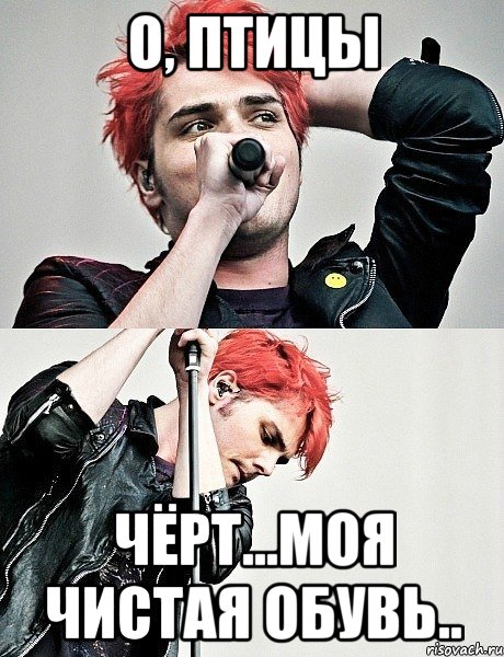 О, птицы Чёрт...моя чистая обувь..