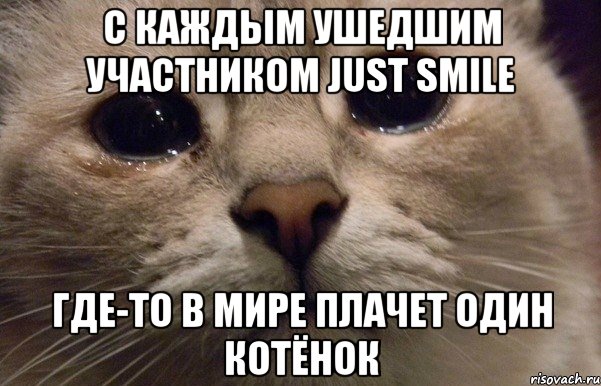 с каждым ушедшим участником just smile где-то в мире плачет один котёнок, Мем   В мире грустит один котик