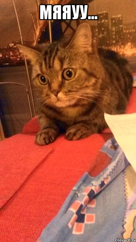 Мяяуу... , Мем Грустный кот