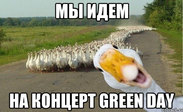 Мы идем На концерт Green Day, Мем гуси