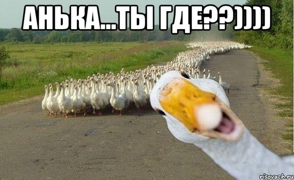 анька...ты где??)))) , Мем гуси