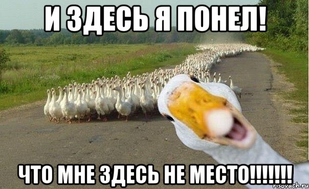 И здесь я понел! Что мне здесь не место!!!!!!!, Мем гуси