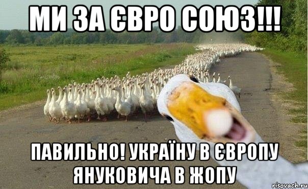 МИ ЗА ЄВРО СОЮЗ!!! ПАВИЛЬНО! УКРАЇНУ В ЄВРОПУ ЯНУКОВИЧА В ЖОПУ, Мем гуси