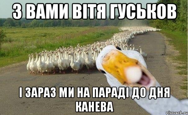 з вами вітя гуськов і зараз ми на параді до дня канева, Мем гуси