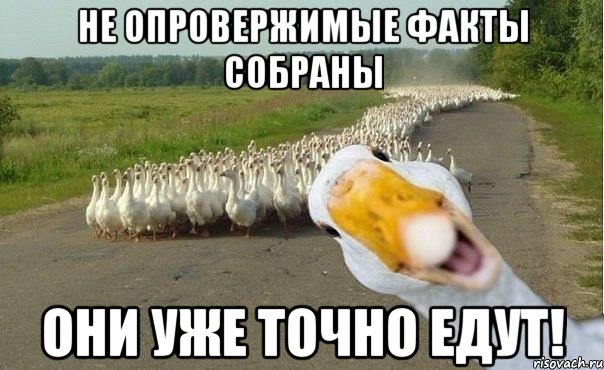 Не опровержимые факты собраны Они уже точно едут!, Мем гуси