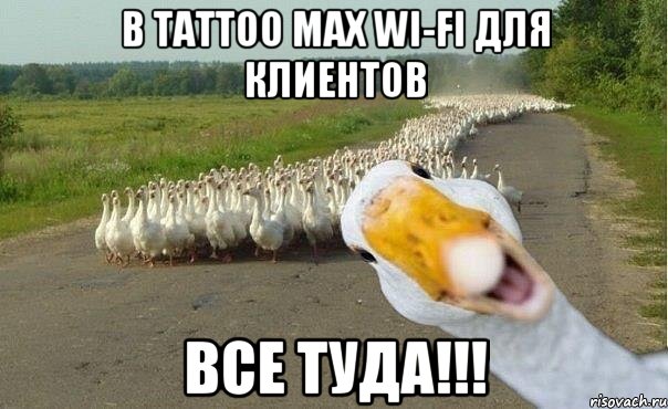 В Tattoo Max Wi-Fi для клиентов Все туда!!!, Мем гуси