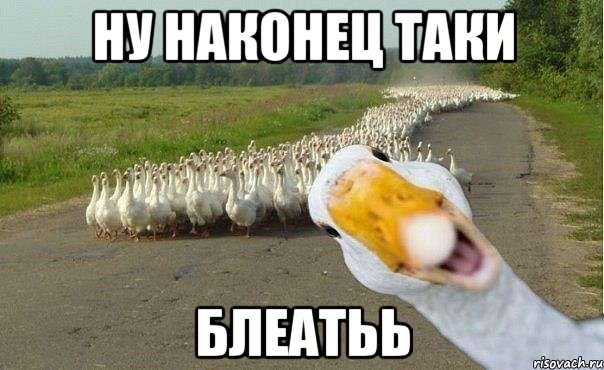 ну наконец таки блеатьь, Мем гуси