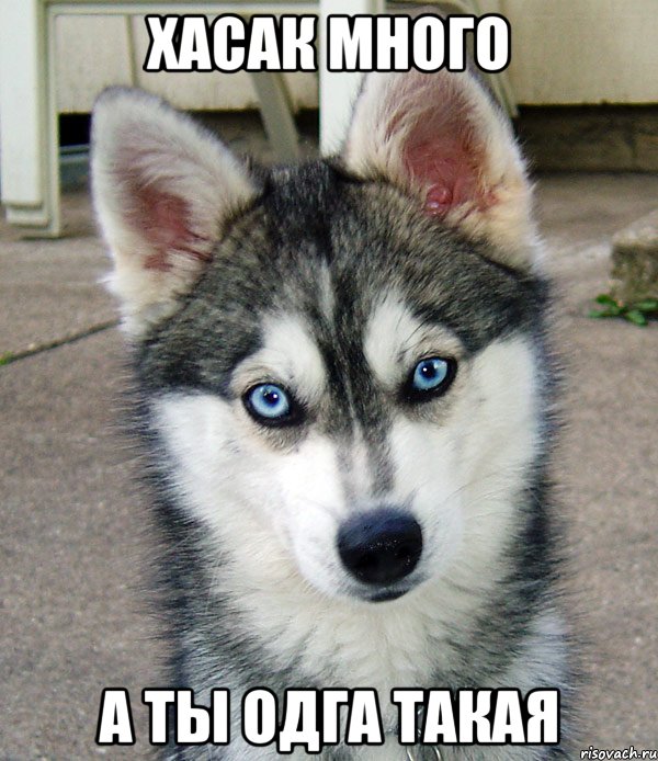 хасак много а ты одга такая