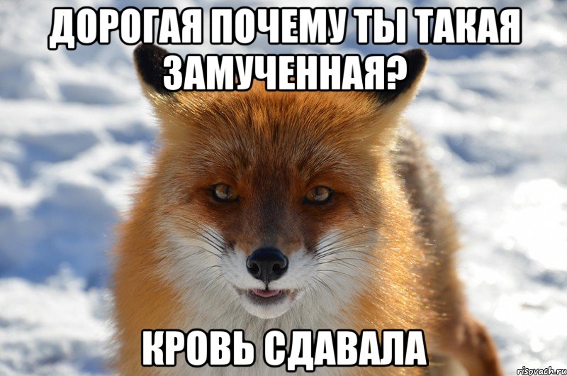 дорогая почему ты такая замученная? кровь сдавала