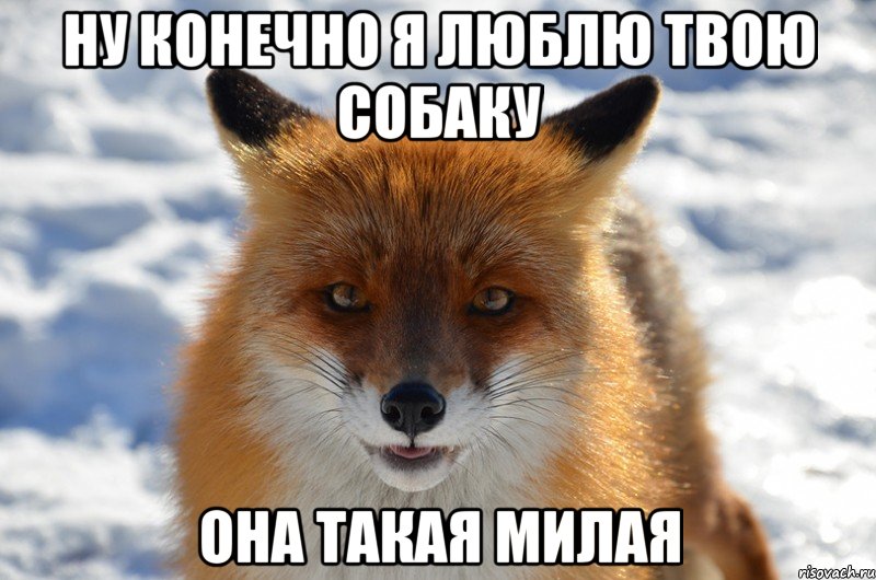 ну конечно я люблю твою собаку она такая милая