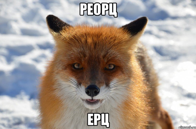 реорц ерц