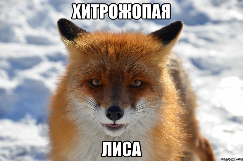 Хитрожопая лиса