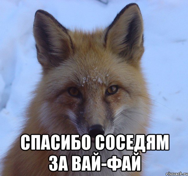  спасибо соседям за вай-фай
