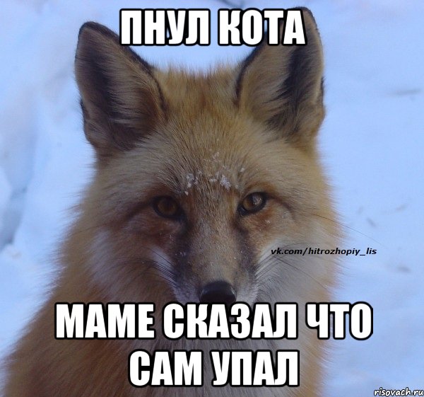 пнул кота маме сказал что сам упал