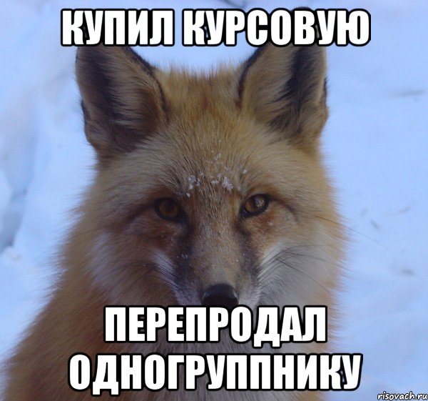 купил курсовую перепродал одногруппнику