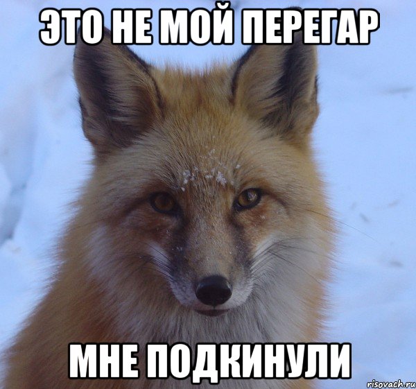 это не мой перегар мне подкинули