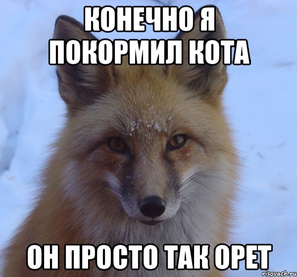 конечно я покормил кота он просто так орет